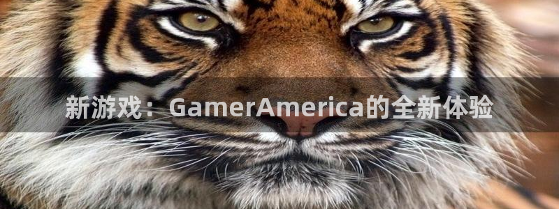 江苏im电竞智得新材料：新游戏：GamerAmerica的全新体验